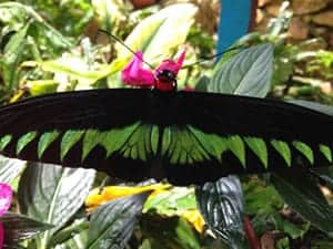 cameron highlands review butterfly farm