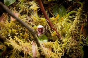 Mossy forrest tour cameron highlands A rare orchid growing amongst the moss