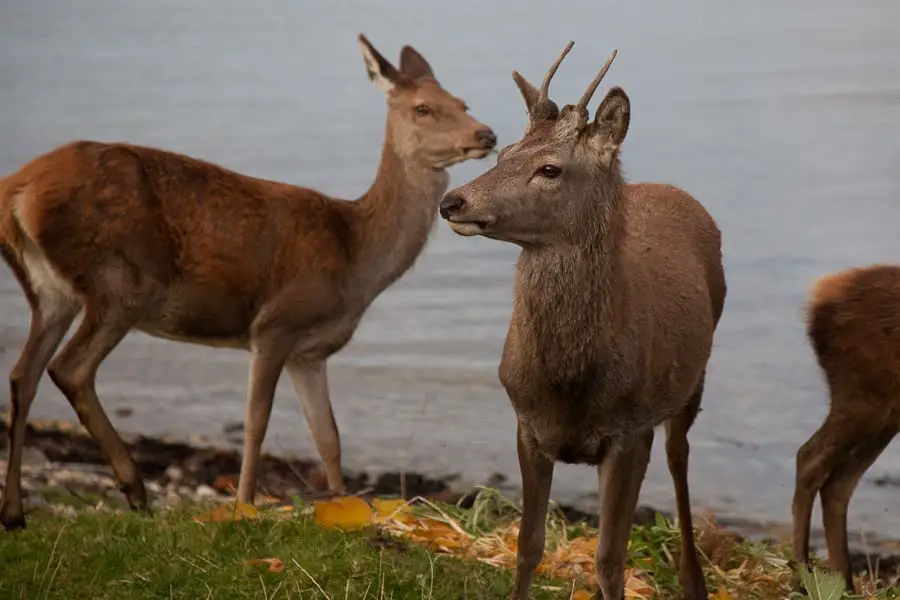 Deer on the Isle of Arran