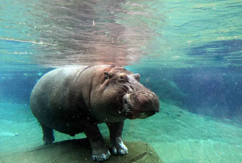 hippos at san diego zoo