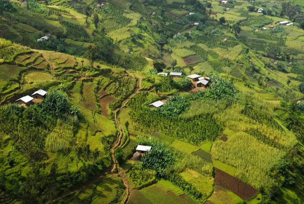 Ethiopia coffee plantations